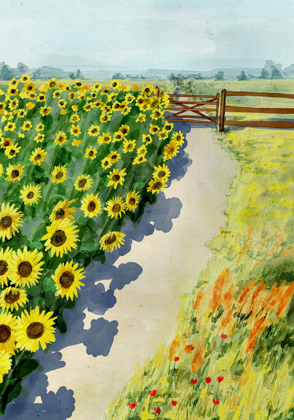 Sunflower Field 1
